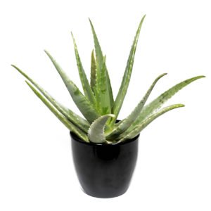 Planta Aloe Vera Grande