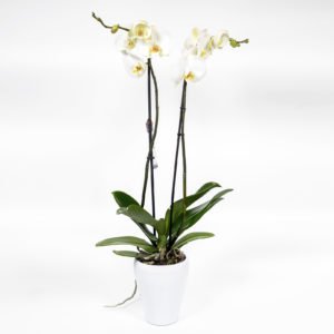 Orquídea Blanca