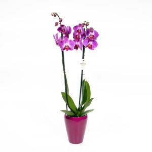 Orquídea Variada