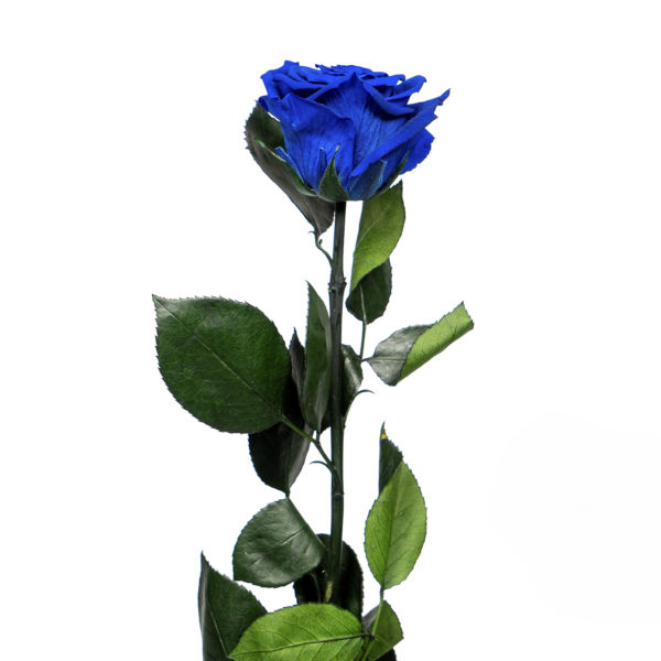 Rosa Preservada Azul
